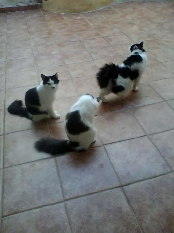 Gato ra a Siamês idade Abaixo de 2 meses nome n tem