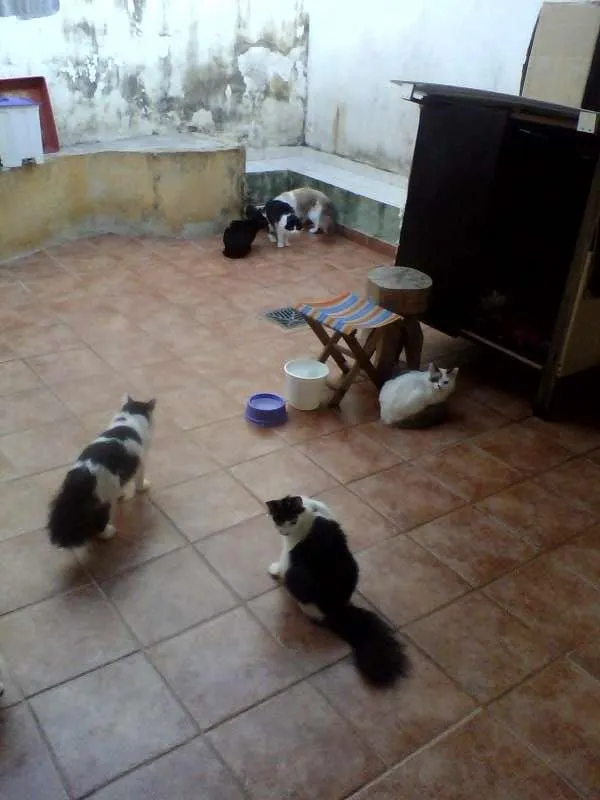 Gato ra a Siamês idade Abaixo de 2 meses nome n tem