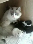 Gato ra a Siamês idade Abaixo de 2 meses nome n tem
