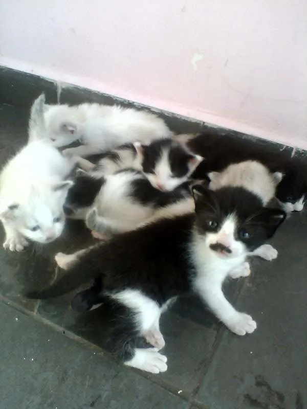 Gato ra a Siamês idade Abaixo de 2 meses nome n tem