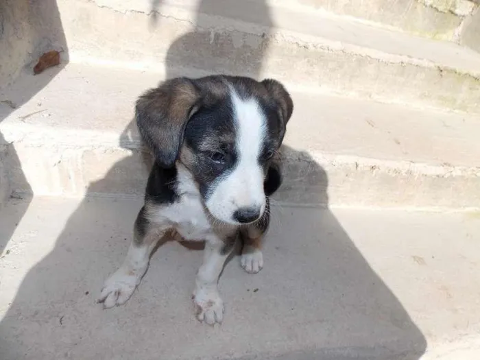 Cachorro ra a ND idade 2 a 6 meses nome mimosa