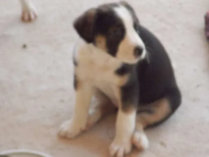 Cachorro ra a ND idade 2 a 6 meses nome mimosa