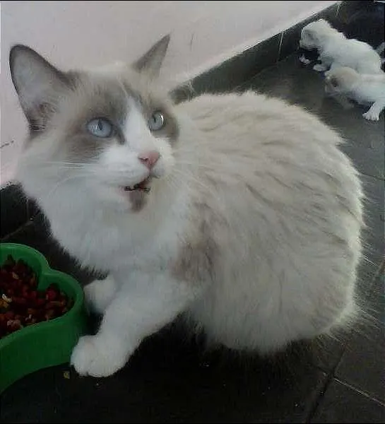 Gato ra a Siamês idade Abaixo de 2 meses nome n tem