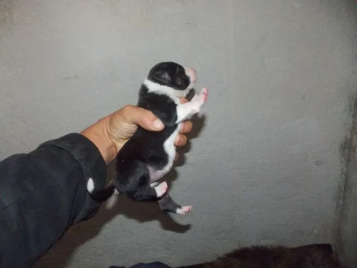 Cachorro ra a ND idade 2 a 6 meses nome mimosa