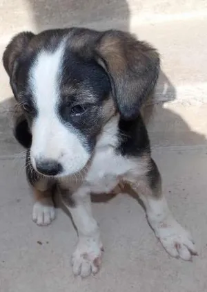Cachorro raça ND idade 2 a 6 meses nome mimosa