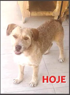 Cachorro raça SRD idade 6 ou mais anos nome LUIS