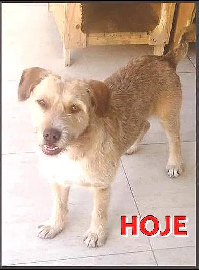 Cachorro ra a SRD idade 6 ou mais anos nome LUIS