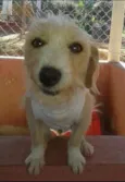 Pipoca