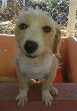 Cachorro raça SRD idade 2 anos nome Pipoca