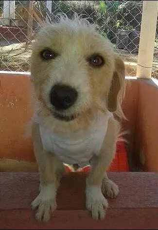Cachorro ra a SRD idade 2 anos nome Pipoca