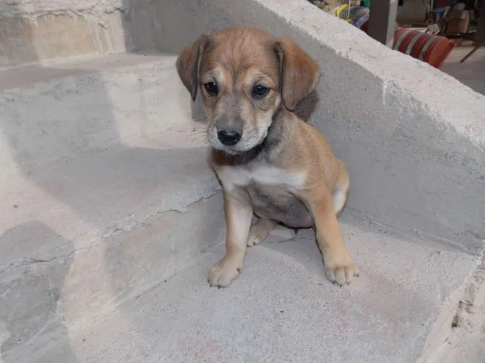 Cachorro ra a ND idade 2 a 6 meses nome docê