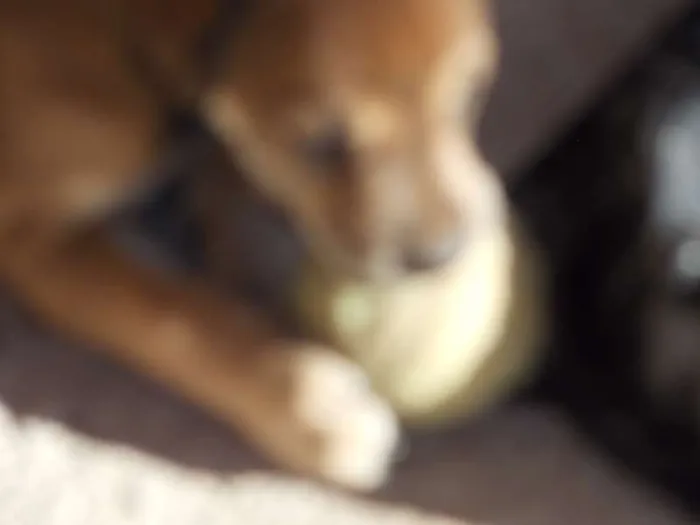 Cachorro ra a ND idade 2 a 6 meses nome docê