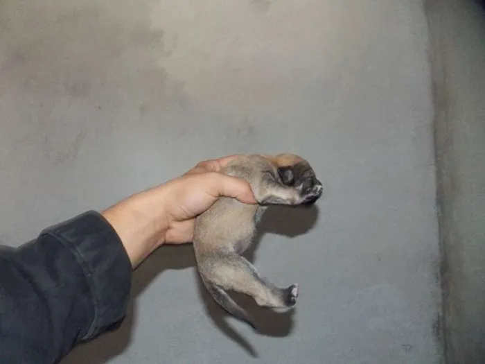Cachorro ra a ND idade 2 a 6 meses nome docê