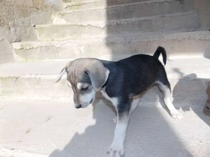 Cachorro ra a ND idade 2 a 6 meses nome grafite