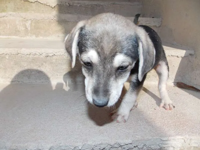 Cachorro ra a ND idade 2 a 6 meses nome grafite