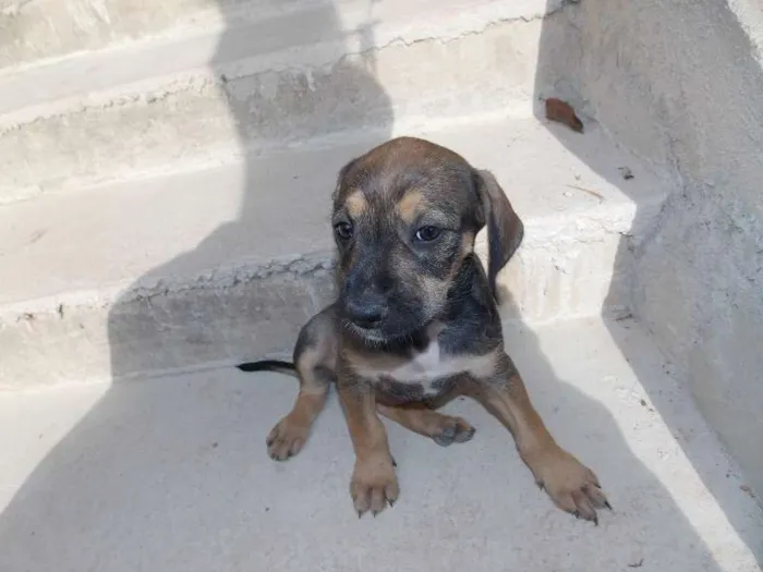 Cachorro ra a ND idade 2 a 6 meses nome Caramelo
