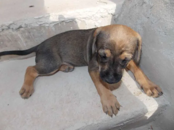 Cachorro ra a ND idade 2 a 6 meses nome Caramelo