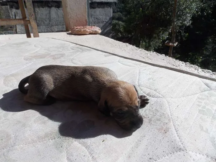 Cachorro ra a ND idade 2 a 6 meses nome Caramelo
