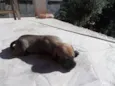 Caramelo