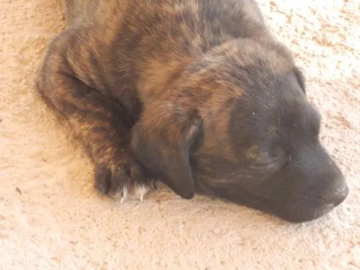 Cachorro ra a ND idade 2 a 6 meses nome ziluzinha