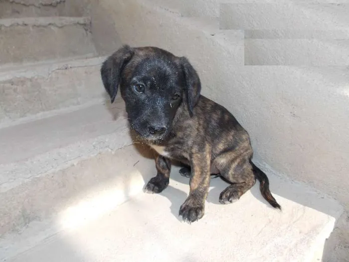 Cachorro ra a ND idade 2 a 6 meses nome ziluzinha