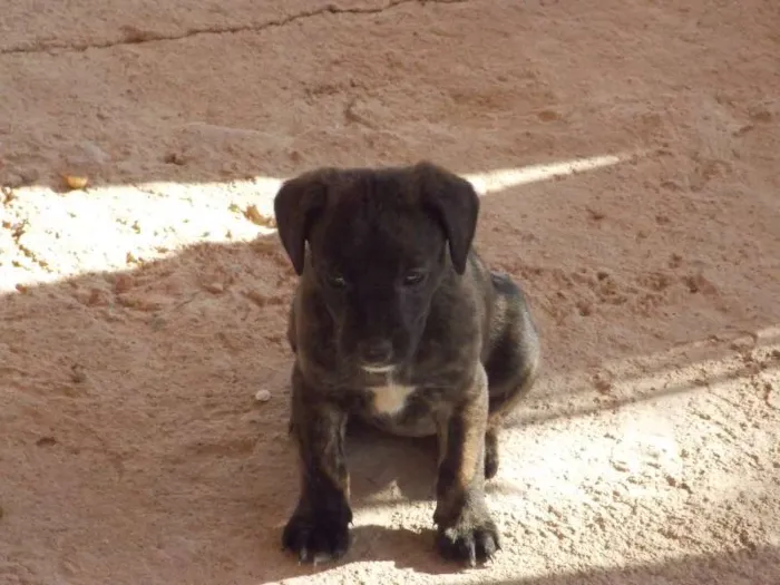 Cachorro ra a ND idade 2 a 6 meses nome ziluzinha