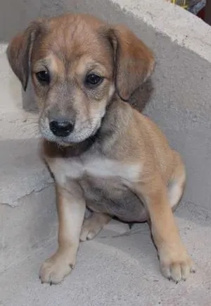 Cachorro raça ND idade 2 a 6 meses nome docê