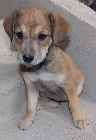 Cachorro ra a ND idade 2 a 6 meses nome docê