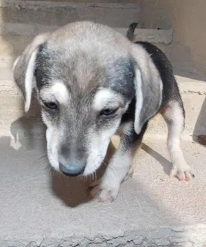 Cachorro raça ND idade 2 a 6 meses nome grafite