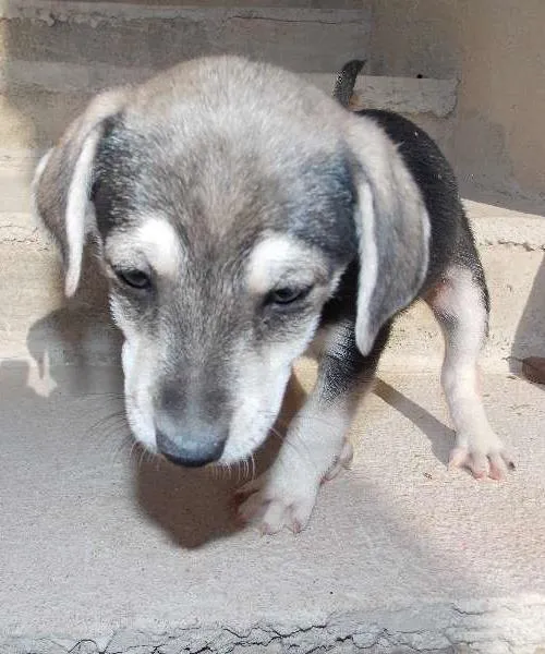 Cachorro ra a ND idade 2 a 6 meses nome grafite