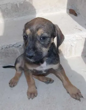 Cachorro raça ND idade 2 a 6 meses nome Caramelo