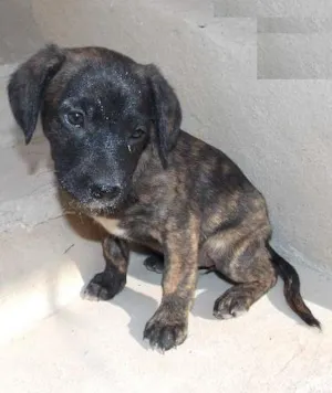 Cachorro raça ND idade 2 a 6 meses nome ziluzinha