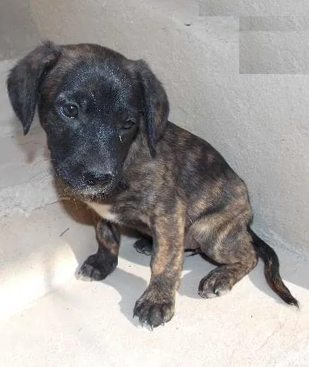 Cachorro ra a ND idade 2 a 6 meses nome ziluzinha