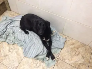 Cachorro raça SRD idade 1 ano nome nega