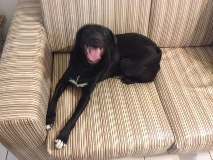 Cachorro ra a SRD idade 1 ano nome nega