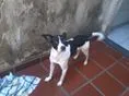 Cachorro ra a Fox Paulistinha idade 1 ano nome Pac(Pec)
