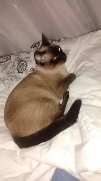 Gato ra a Siamês idade 1 ano nome Kaka
