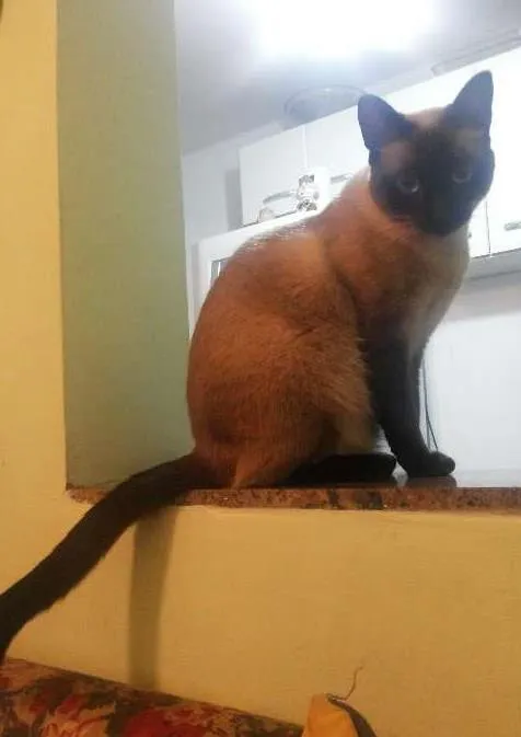 Gato ra a Siamês idade 1 ano nome Kaka