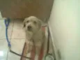 REX