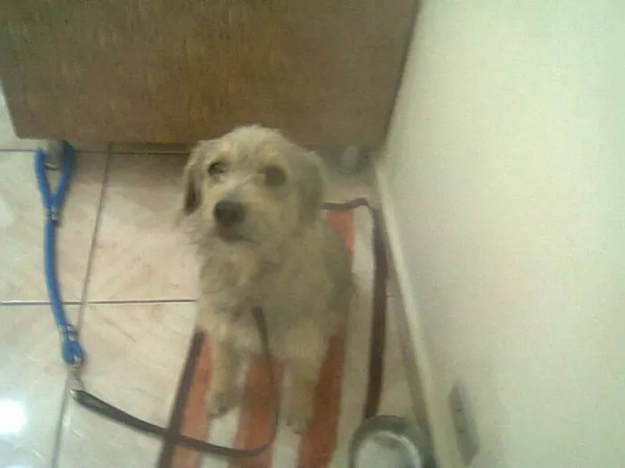 Cachorro ra a SRD idade 3 anos nome REX