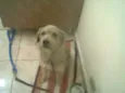 REX