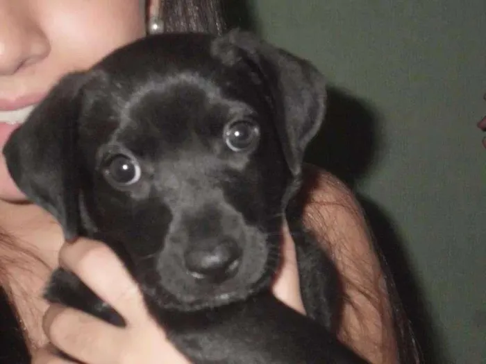 Cachorro ra a vira latas idade 2 a 6 meses nome Banguela