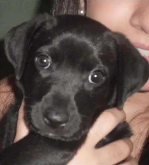 Cachorro raça vira latas idade 2 a 6 meses nome Banguela