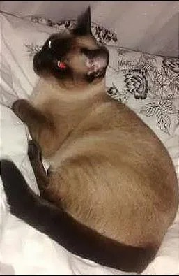 Gato ra a Siamês idade 1 ano nome Kaka