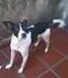 Cachorro ra a Fox Paulistinha idade 1 ano nome Pac(Pec)