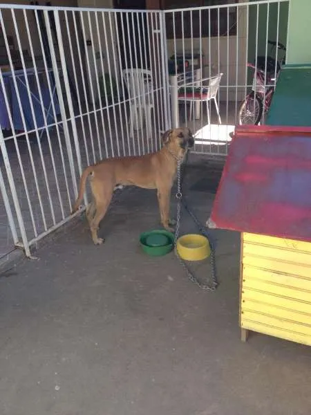 Cachorro raça SRD idade 2 anos nome DOKI