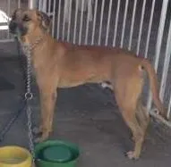 Cachorro raça SRD idade 2 anos nome DOKI