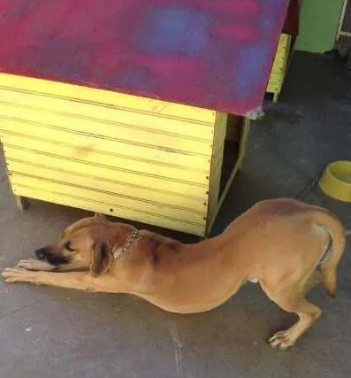 Cachorro raça SRD idade 2 anos nome DOKI