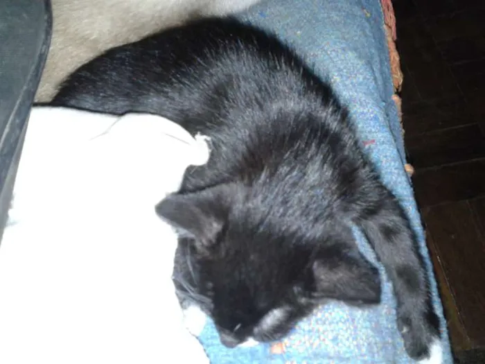 Gato ra a Mestiços idade Abaixo de 2 meses nome Gato