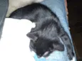Gato